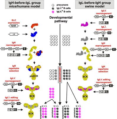 Comparative Aspects of Immunoglobulin Gene Rearrangement Arrays in Different Species